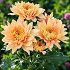 хр
