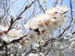 цвіт абрикос