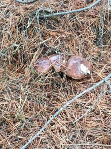 IMG_0428 (1)