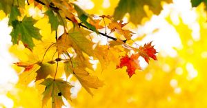 осінь на першу