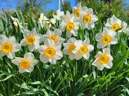 нарциси