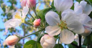 яблуні цвіт