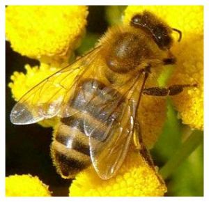 бджілка1