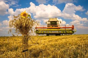 harvest_Dnipro-region